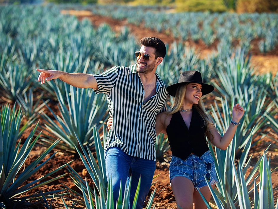 Campos de agave - Donde todo comienza.