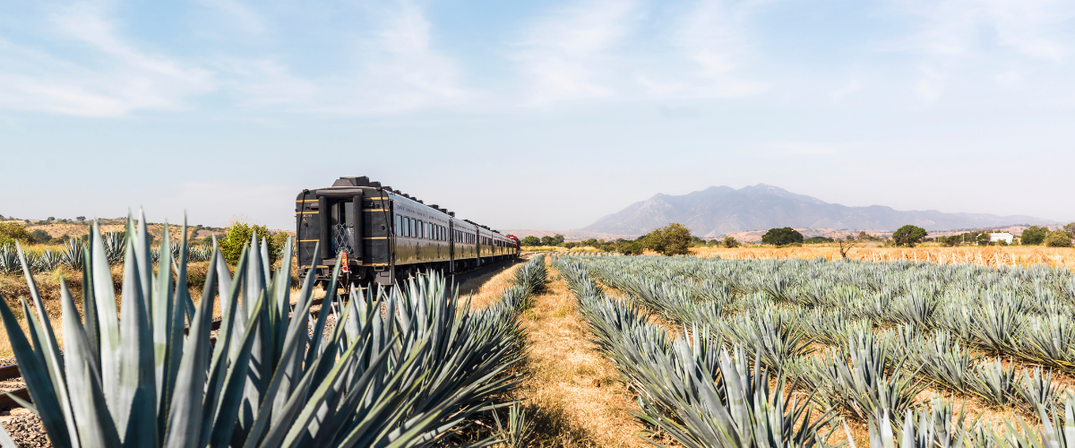 Tequila Jalisco Train and Agave