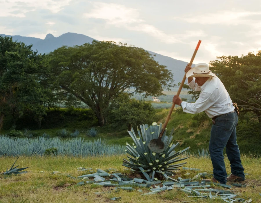 The craft behind the tequila tradition