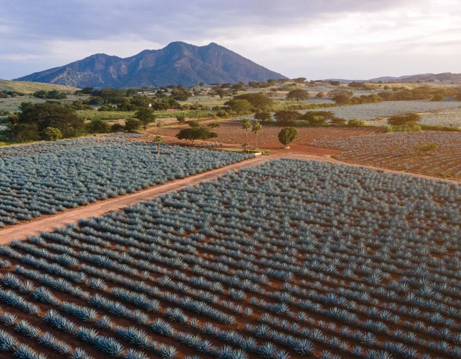 Where the tequila tradition comes from