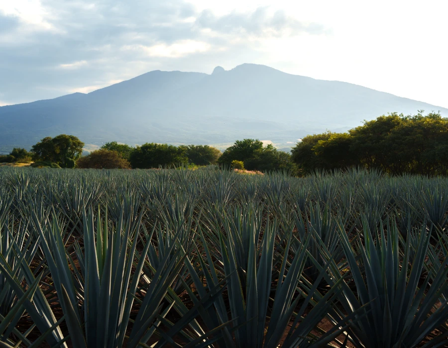 Blue agave fields in the Agave Landscape of Jalisco and Tequila Volcano