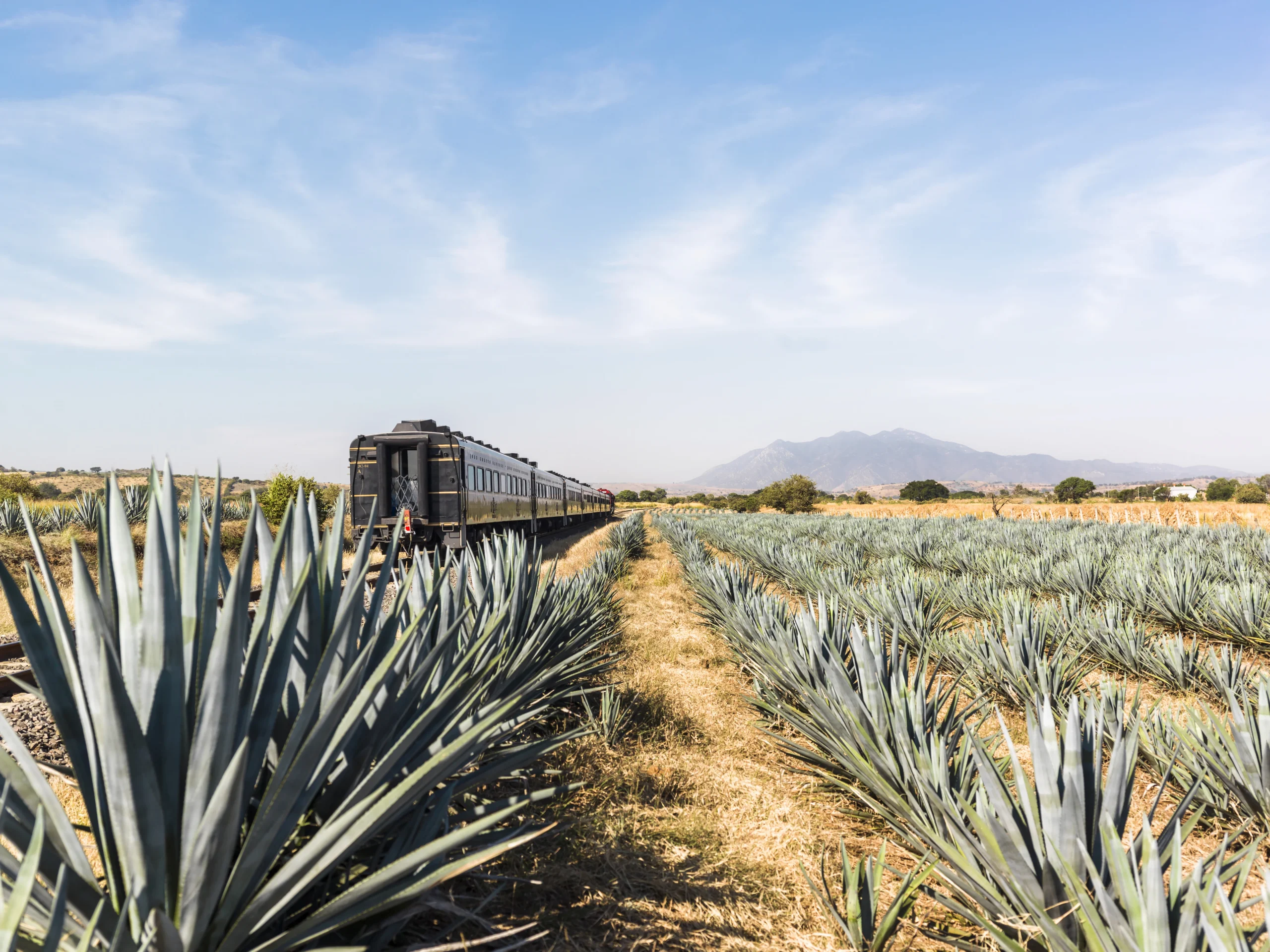 Jose cuervo Train