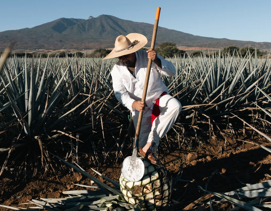 A jimador harvesting an agave piña with a coa.